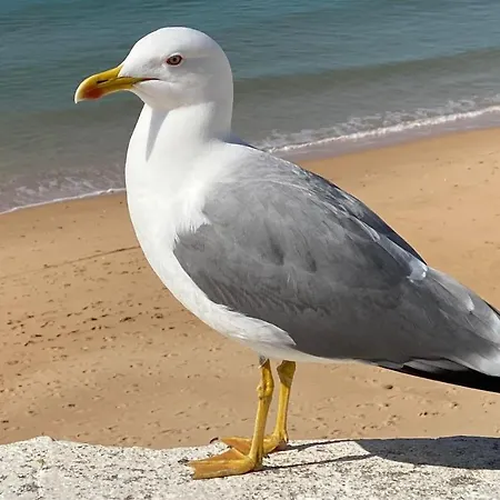 Apartamento Casa Alice On The Sea *